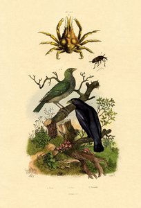オリオール、1833-39 作： French School